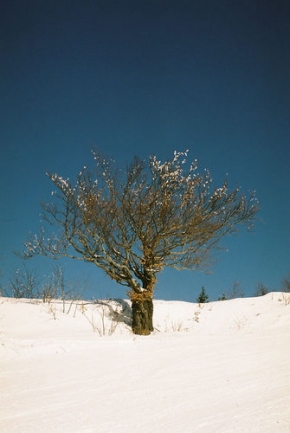 Kouzlení zimy - Sám strom