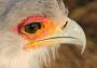 Secretary bird