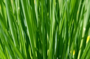 Příroda v detailu - Zelená je tráva...