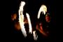 Fireshow I