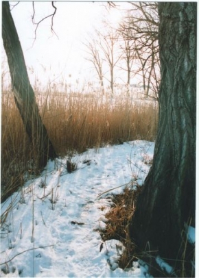 Kouzlení zimy - Zátiší s rákosím a sněhem