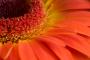 Gerbera
