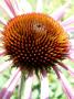 Echynacea