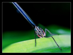 Příroda v detailu - Fotograf roku - kreativita - Motýl