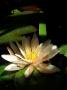 Radka Wohlgemuthová - White water-lily