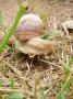 Snail