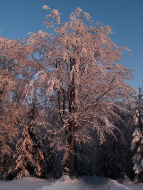 Kouzlení zimy - Strom v zálivu zapadajícího slunce