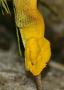 Bothrops Shchlegelii