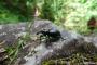 Beetle