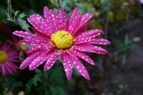 Příroda v detailu - Kapičky na květině