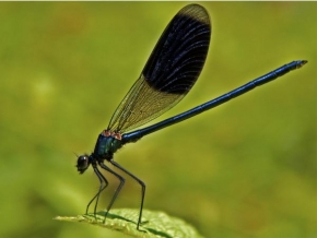 Příroda v detailu - Fotograf roku - kreativita - Motýlice lesklá