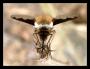 Dlouhososka velká (Bombylius major)