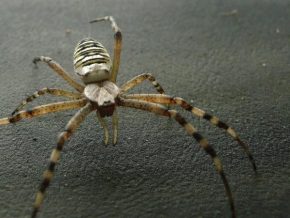 Příroda v detailu - Pavouček