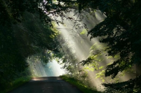 Světlo, stín a barva - Kouzelný les