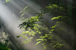 Světlo, stín a barva - Kouzelný les 2