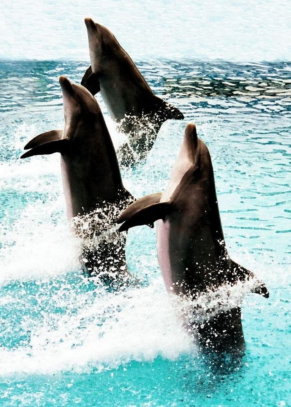 Delfíni v tanečních