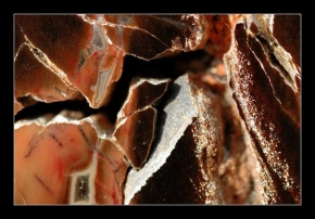 Příroda v detailu - Fotograf roku - junior - Zkamenělé dřevo