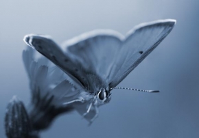 Příroda v detailu - Motýlí siesta