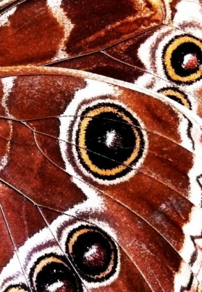 Příroda v detailu - Fotograf roku - junior - Křídla motýlů
