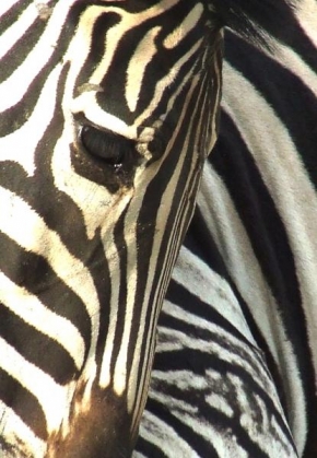 Příroda v detailu - Fotograf roku - Zebra