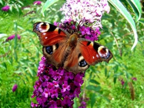 Příroda v detailu - Motýl na motýlím keři