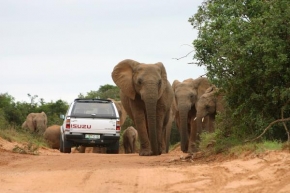 Na cestách i necestách - Páni sloni