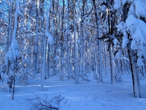 Kouzlení zimy - V lese