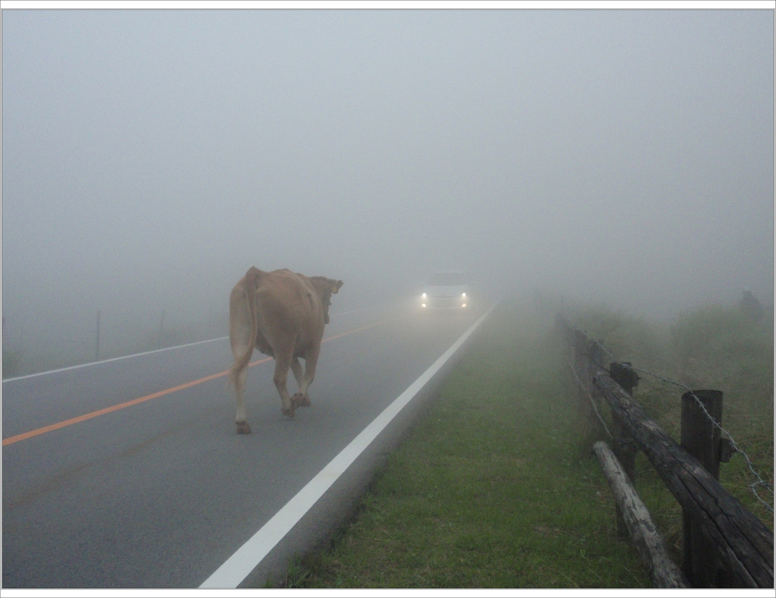 Kráva na cestě