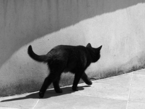 Černobíle… - Fotograf roku - Le chat noir
