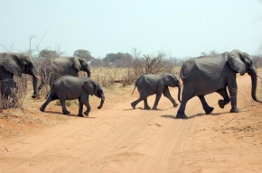 Na cestách i necestách - Sloni mají přednost ať jdou zprava nebo zleva