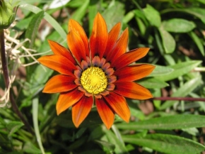 Půvaby květin - Oranžový květ