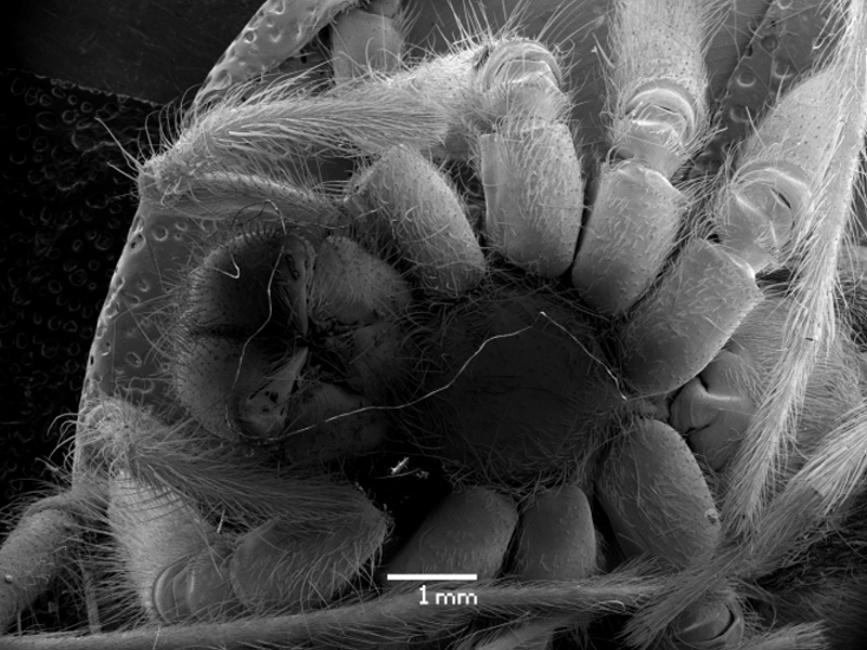 Pavouk v elektronovém mikroskopu