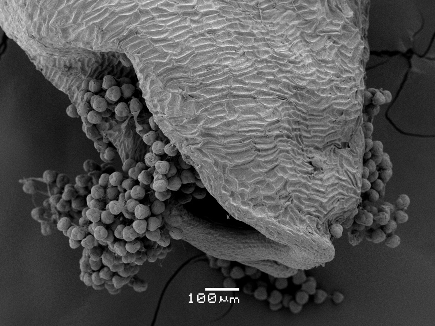 Pylová zrna v elektronovém mikroskopu