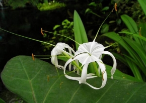 Půvaby květin - Orchidea mimořádného půvabu