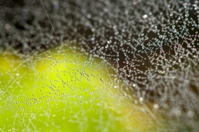 Fratnišek Klouček - Spider web of pearls