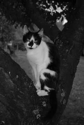 Firstname 123 - Kočka na stromě