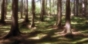 Stromy - Pohádkový les