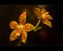 Orchidej