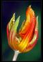 Tulipán