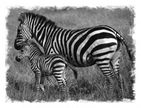 Černobíle… - Zebry