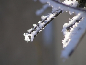 Kouzlení zimy - Větvička krásy
