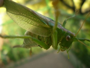 Makrofotografie - Kobylka zelená