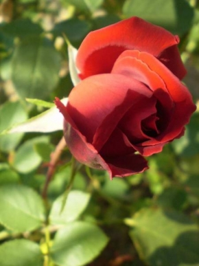 Půvaby květin - Ruža