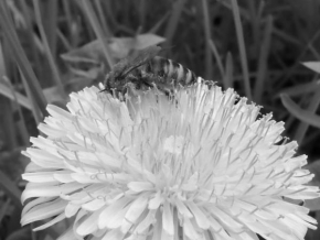 Černobíle… - Pampeliška se včelkou