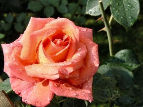 Půvaby květin - Růže s raní rosou