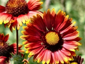 Půvaby květin - Krásně barevná