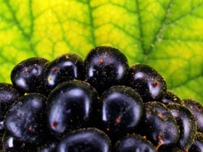 Makrofotografie - Cernica, blackberry