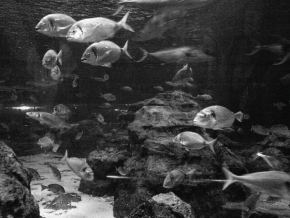 Černobíle… - Akvarium, aquarium