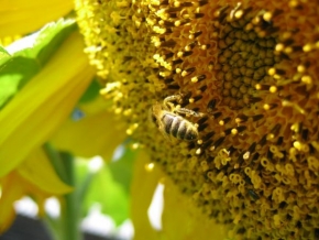 Makrofotografie - Včela na slunečnici