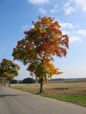 Stromy - Podzim 2